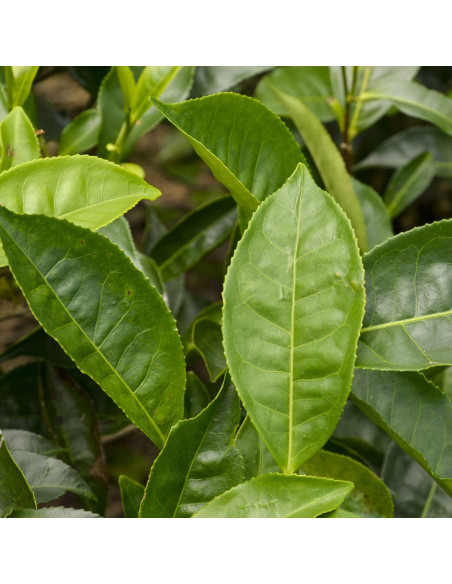 Живильна маска для кучерявого й хвилястого волосся - MTJ Cosmetics Protein Milk