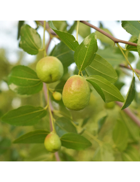 Маска для волос - MTJ Cosmetics Superior Therapy Amber Nero Mask