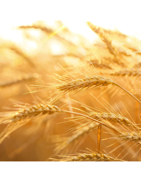 Маска для волосся - MTJ Cosmetics Superior Therapy Ambra Nero Mask