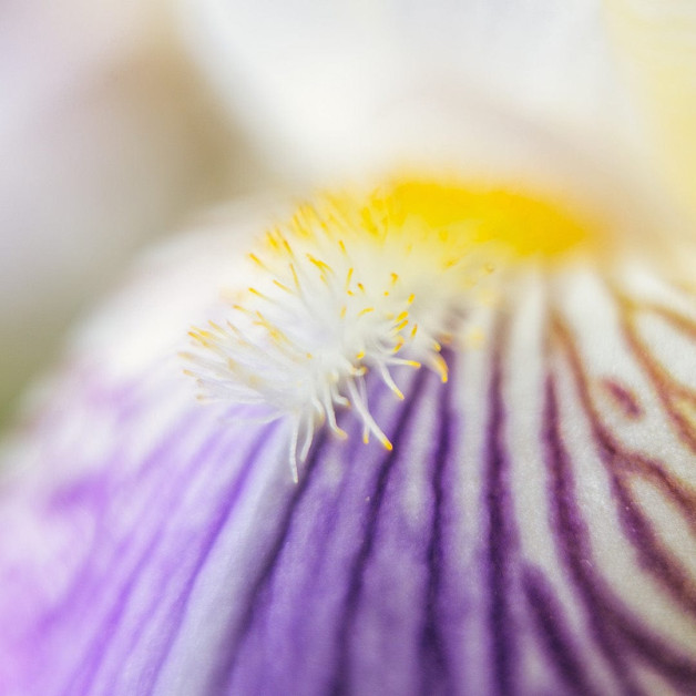 Відновлювальний шампунь для тонкого волосся -...