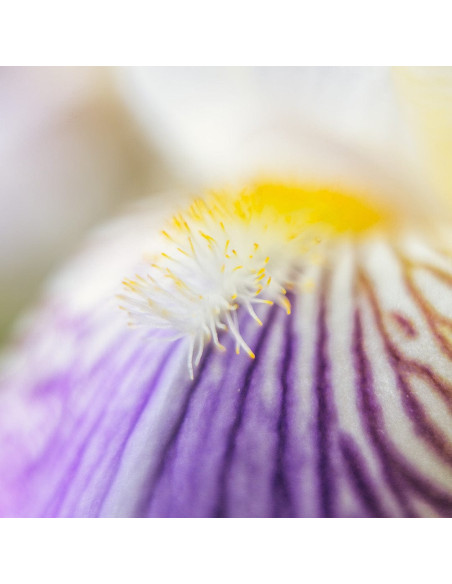 Восстанавливающая и объемная маска для тонких волос - MTJ Cosmetics Reale Iris Mask