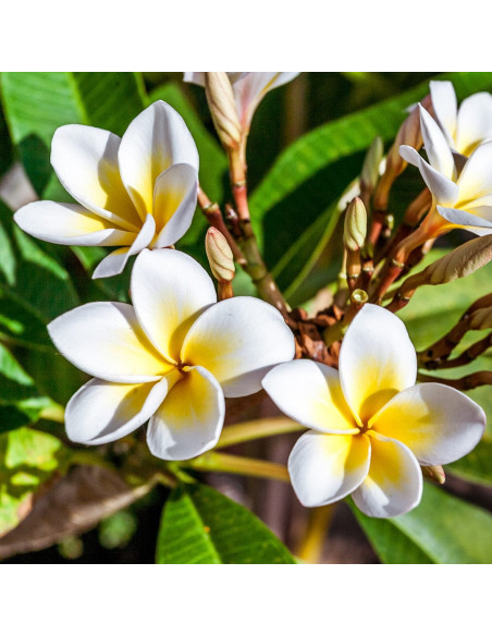 Солнцезащитный шампунь для волос - MTJ Cosmetics Superior Therapy Sun Monoi Shampoo