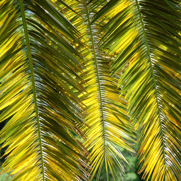 Шампунь для устранения шелушения кожи головы -...