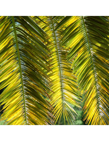 Шампунь для видалення лущення на шкірі голови - MTJ Cosmetics Superior Therapy Omeglix 60 Shampoo