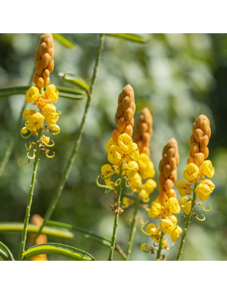 Гель для бритья - MTJ Cosmetics Superior Therapy DN4D Precision Shaving Gel