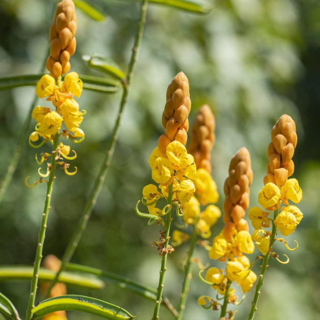 Superior Therapy: бронзовый оттенок и молодость кожи