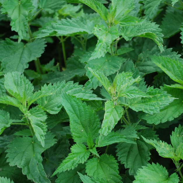 Сироватка проти випадання волосся - MTJ...