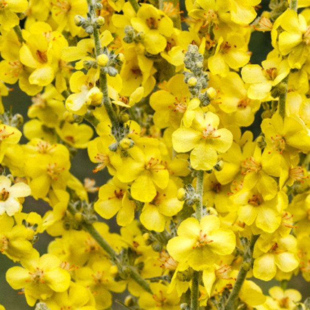 Полирующий спрей-блеск для волос - MTJ...