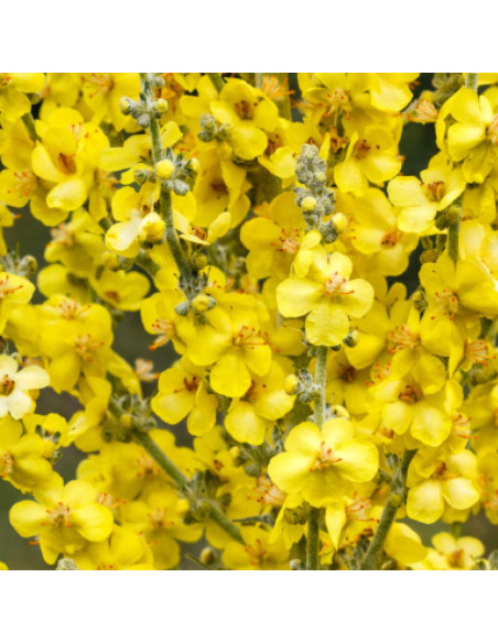 Полирующий спрей-блеск для волос - MTJ Cosmetics Lumines Spray 200 мл