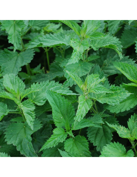 Гель для душу - MTJ Cosmetics Superior Therapy Muskat Thirty Five Shower Gel 350 мл