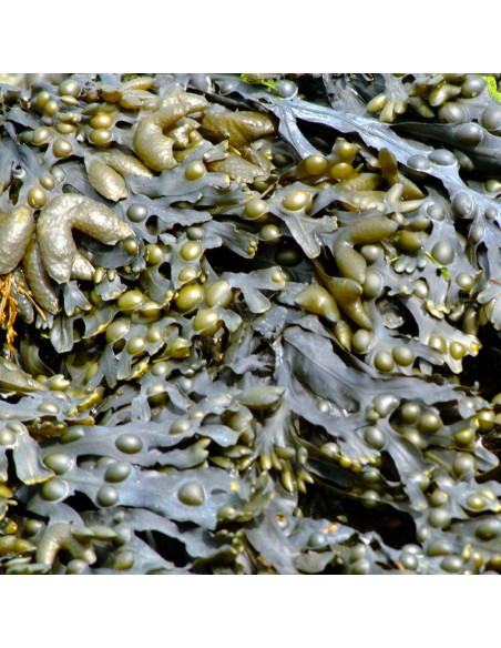 Гель для душа - MTJ Cosmetics Superior Therapy Mediterranean Twenty Six Shower Gel 350 мл