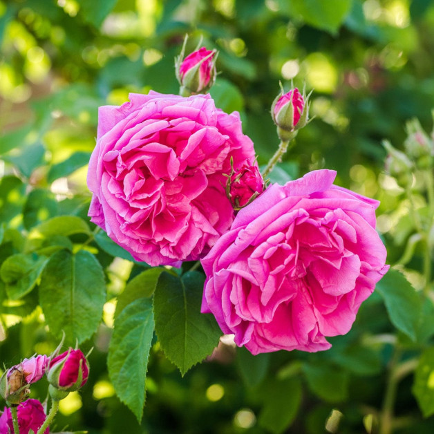 Гель для душу - MTJ Cosmetics Superior Therapy...