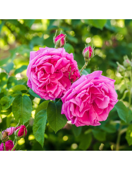 Гель для душа - MTJ Cosmetics Superior Therapy Rose Musk Seventeen Shower Gel 350 мл