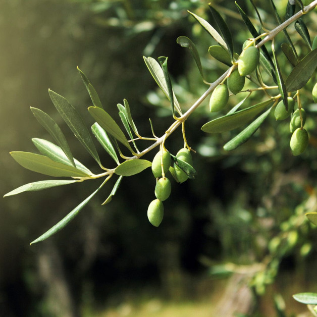 Скраб для тела - MTJ Cosmetics Body Scrub 350 мл