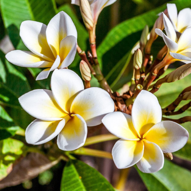 Солнцезащитная маска для волос - MTJ Cosmetics...