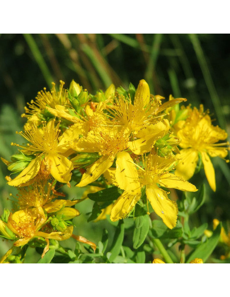 Сонцезахисний спрей для тіла SPF30 - MTJ Cosmetics Superior Therapy Sun Golden luxe LUXE SPF30 UVA+UVB Monoi 200 мл