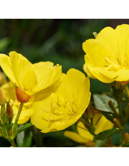 Олія для тіла після засмаги - MTJ Cosmetics Superior Therapy Sun Extender luxe Monoi After Sun 200 мл