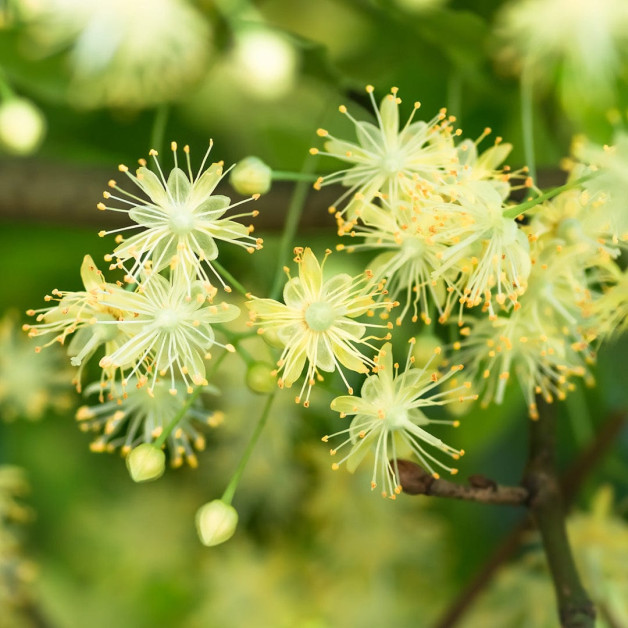 Крем после загара - MTJ Cosmetics Superior...