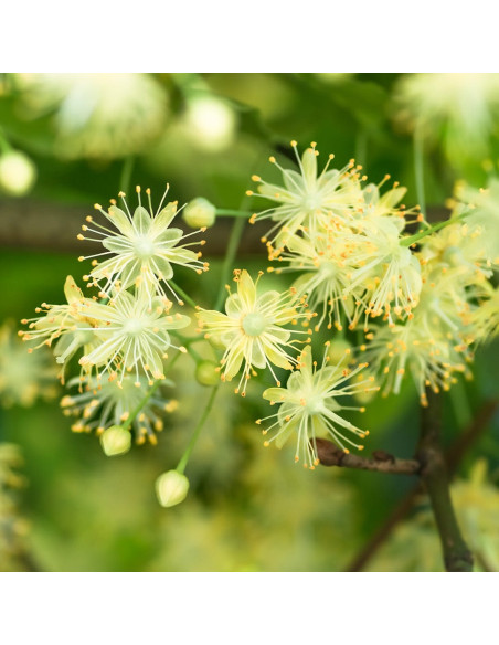 Крем после загара - MTJ Cosmetics Superior Therapy Sun Care DN4D PGA After Sun Cream 100 мл