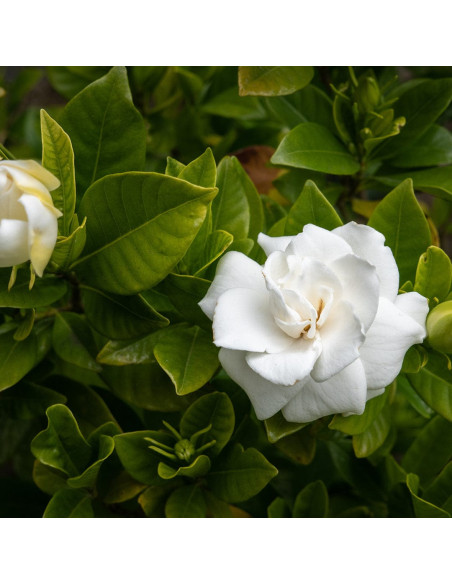 Сонцезахисний крем для тіла SPF30 - MTJ Cosmetics Superior Therapy Sun Care DN4D Body Cream SPF30 100 мл