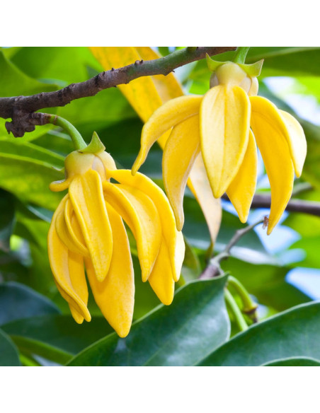 Сяючий лосьйон для тіла  MTJ Cosmetics Monoi Shining 100 мл